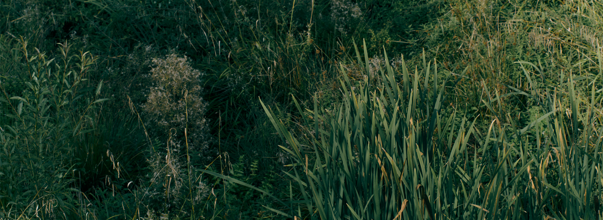 Aventus and Aventus for her