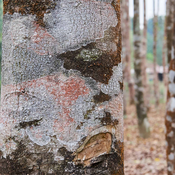 En el bosque